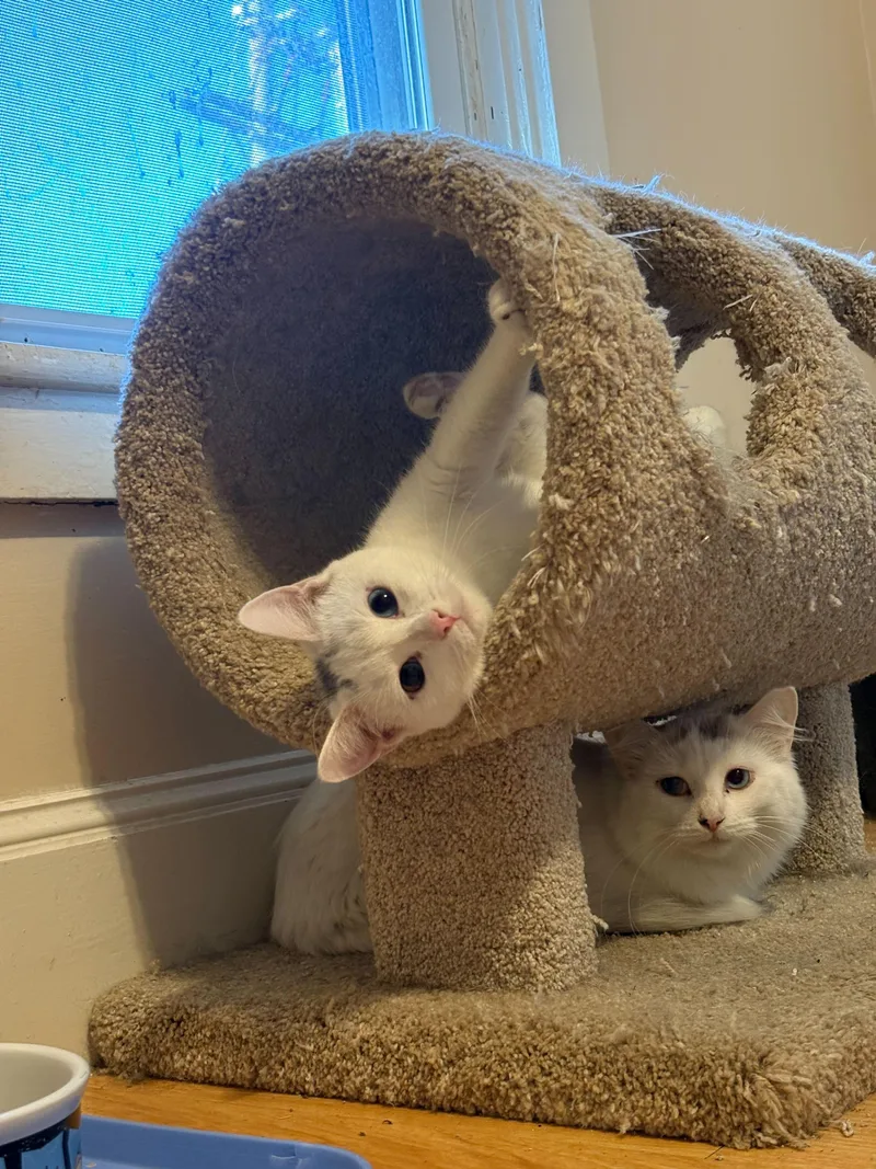 Toulouse thumbnail 2