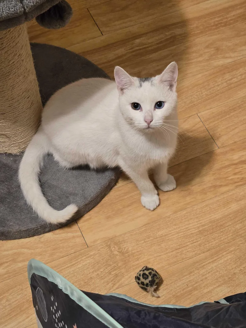 Toulouse thumbnail 4