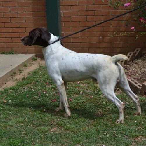 A baby large-sized male German Shorthaired Pointer dog named Remy for adoption in Jackson, LA
