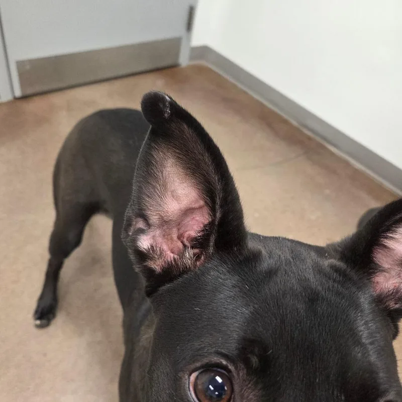 A young medium-sized female Black Labrador Retriever dog named Nyx for adoption in Chattanooga, TN