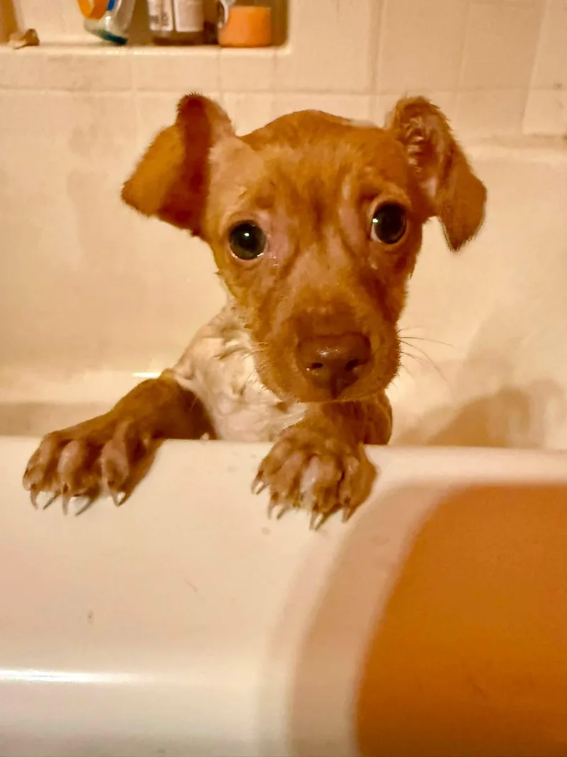 A baby small-sized male Chihuahua dog named Nelson for adoption in Lodi, CA