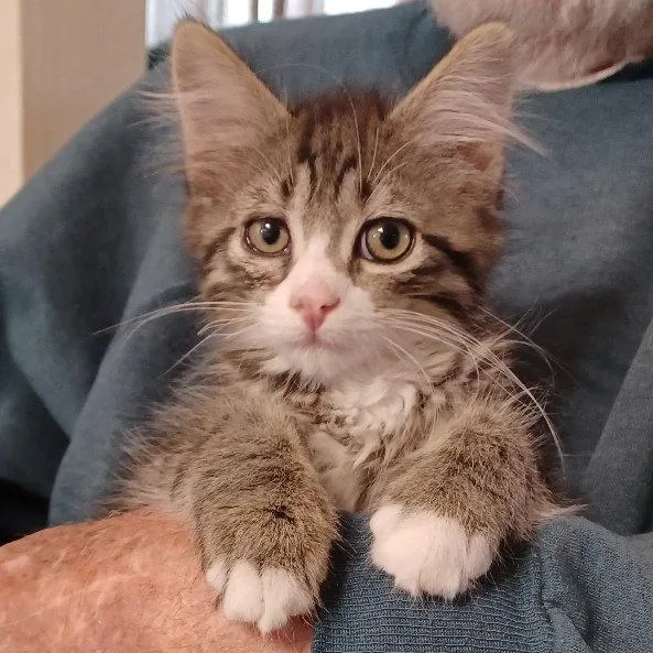 A baby small-sized male Tabby cat named Flan for adoption in San Jose, CA