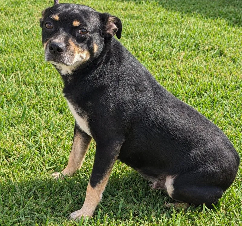 A senior medium-sized female Beagle dog named Bonnie for adoption in Jackson, GA