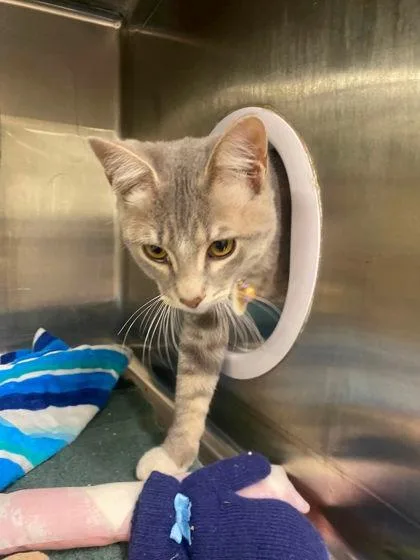 A baby small-sized male Domestic Short Hair cat named Carl Thomas Dean for adoption in Hobart, IN