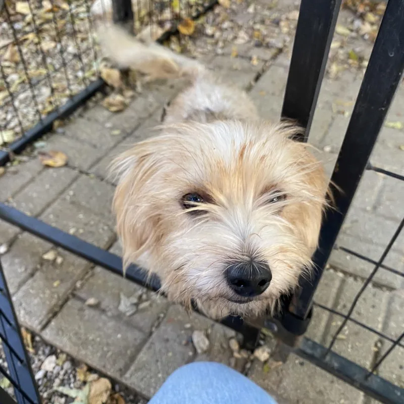 A young medium-sized female Yorkshire Terrier dog named Mango for adoption in Madison, WI