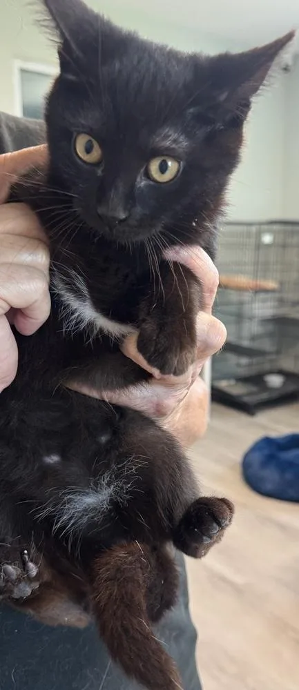 A baby small-sized female Domestic Short Hair cat named Star for adoption in Innsbrook, MO