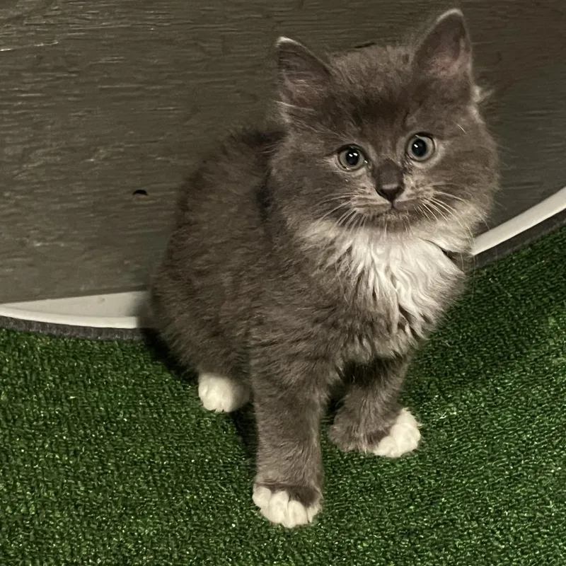 A baby small-sized female Domestic Short Hair cat named Wawa for adoption in Kennebunk, ME