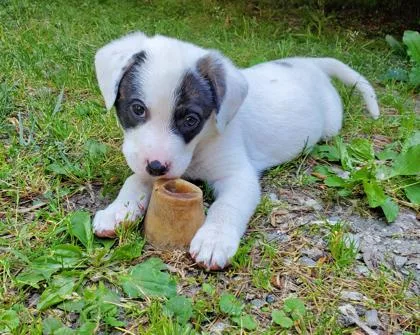 A baby small-sized female Beagle dog named Elsie for adoption in King William, VA