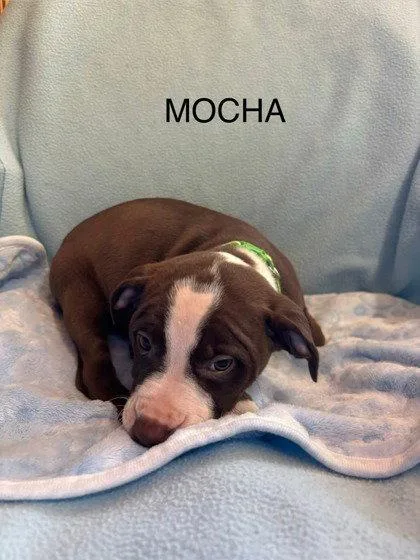 Mocha