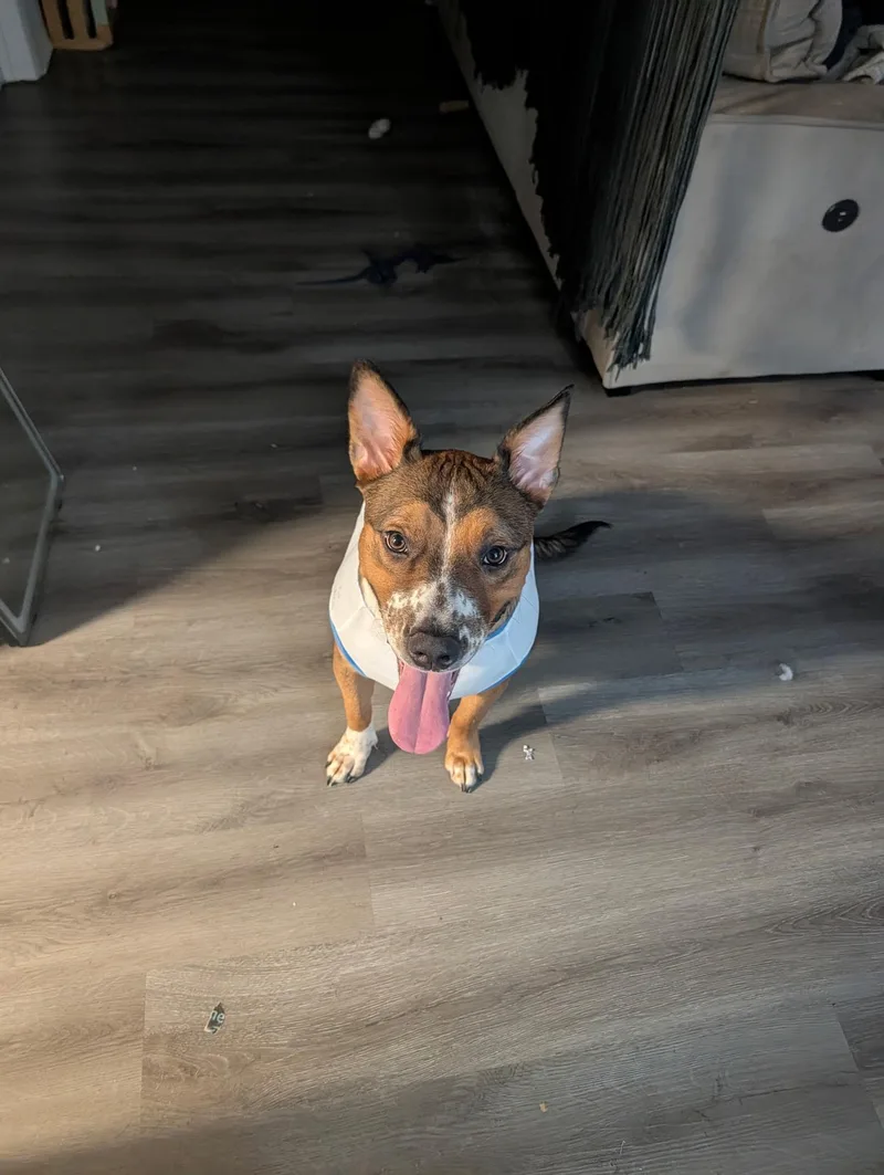 A young large-sized male Australian Cattle Dog / Blue Heeler dog named Dorito for adoption in Moyock, NC