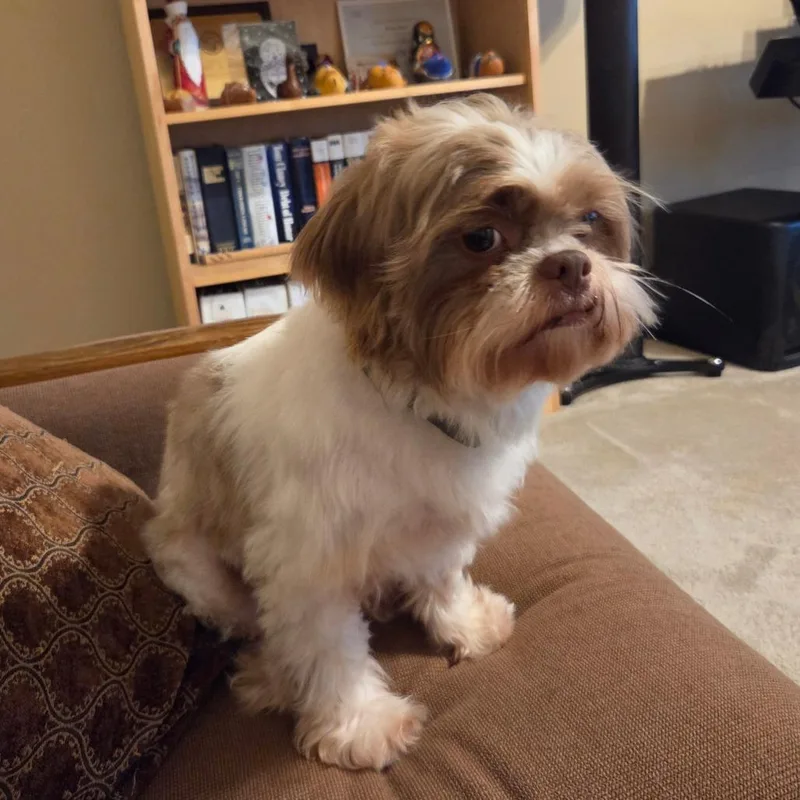 An adult small-sized male White / Cream Shih Tzu dog named Graham for adoption in Santa Fe, TX
