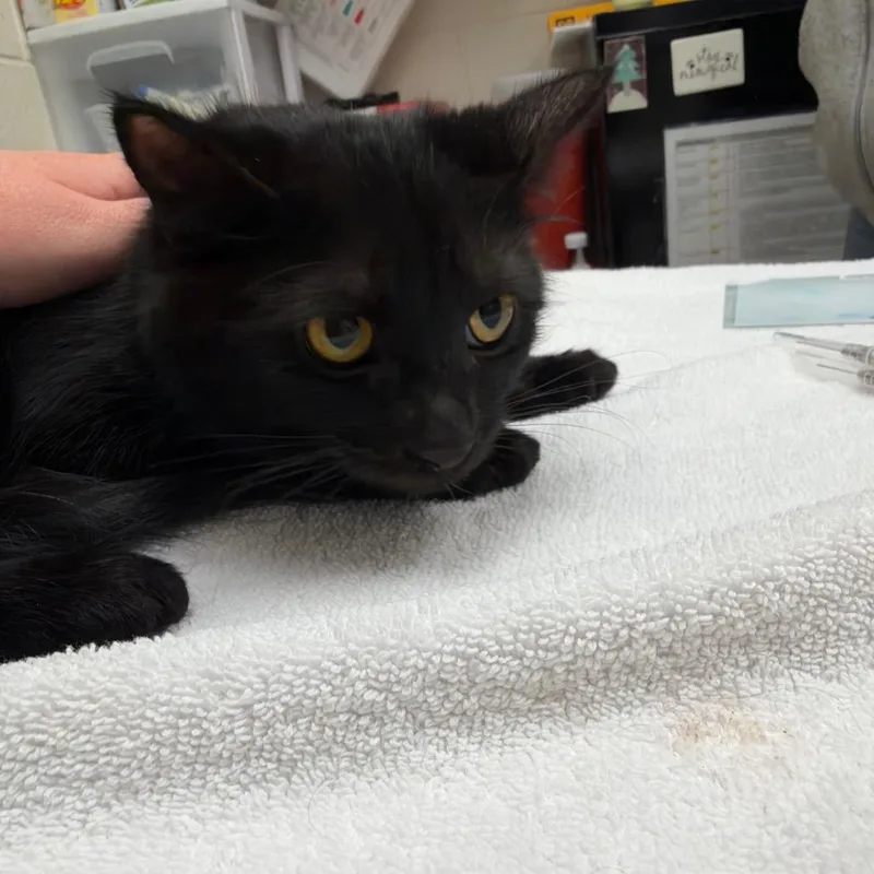 A young medium-sized female Domestic Short Hair cat named Gaga for adoption in Murray, UT