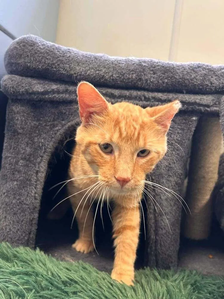 A young medium-sized male Tabby (Orange / Red) Domestic Short Hair cat named Rusty for adoption in Breinigsville, PA