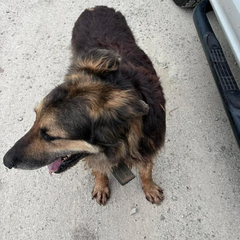 An adult large-sized male Brown / Chocolate German Shepherd Dog dog named Duke for adoption in Bastrop, TX