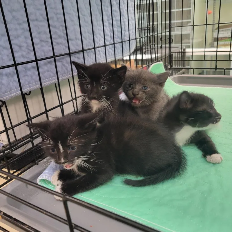 A baby small-sized female Black Domestic Short Hair cat named Chimichanga for adoption in Westminster, CA