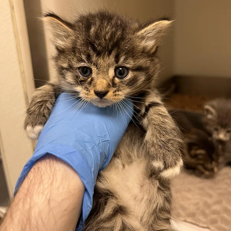 A baby small-sized male Gray / Blue / Silver Domestic Medium Hair cat named 72823 for adoption in Harrisonburg, VA