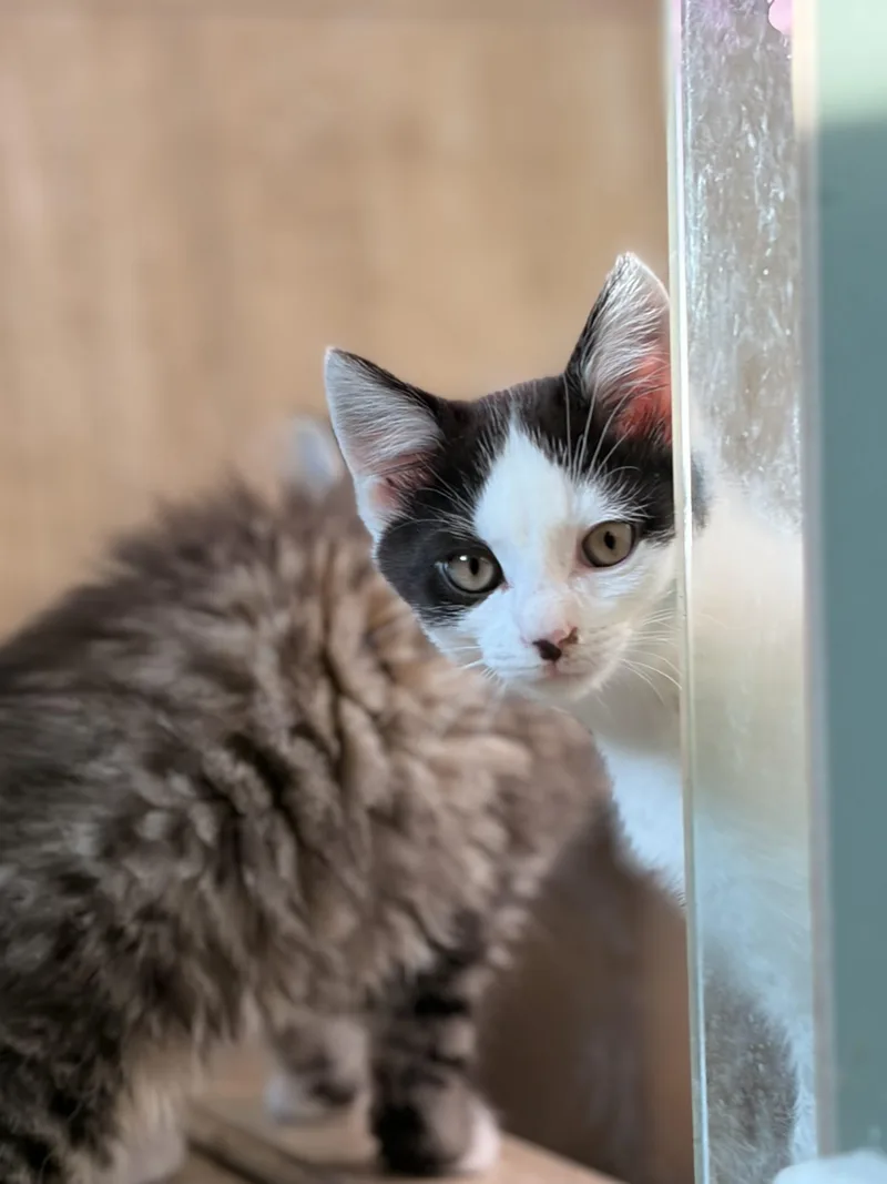 A baby small-sized male Domestic Short Hair cat named Son of Baconator for adoption in Tipp City, OH