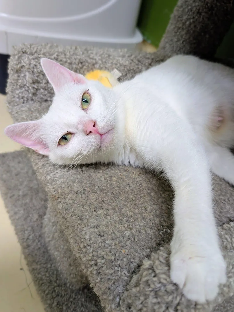 An adult medium-sized female Domestic Short Hair cat named Lady Marmalade for adoption in Newburgh, IN