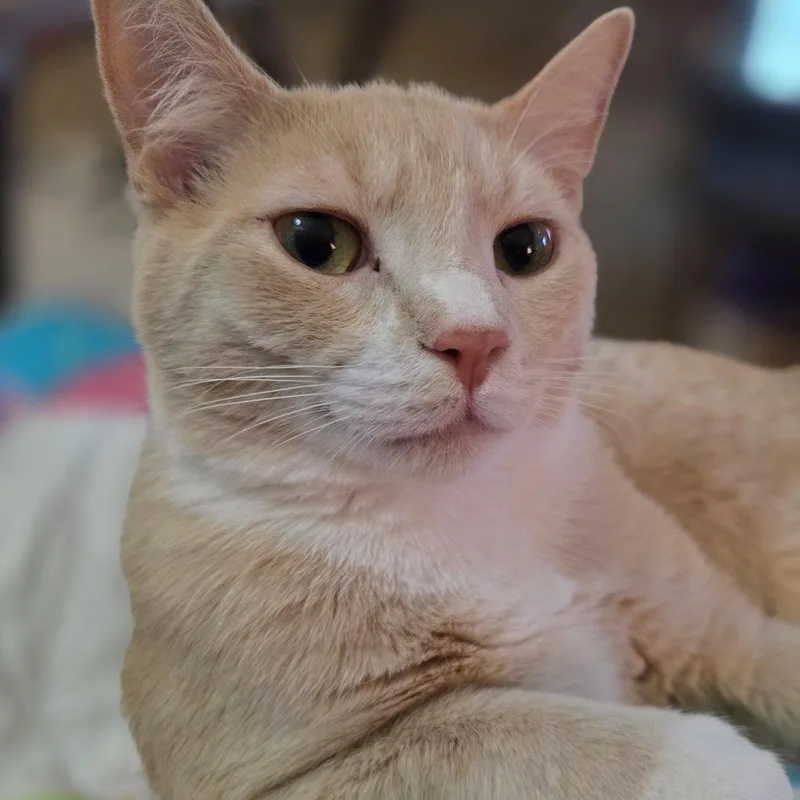 A young medium-sized male Buff & White Domestic Short Hair cat named Berry for adoption in Ellensburg, WA