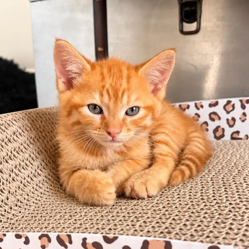 A baby medium-sized male Orange & White Tabby cat named Eddie for adoption in Denver, NC