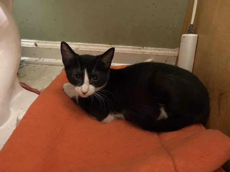 A young medium-sized female Black & White / Tuxedo Domestic Short Hair cat named Fortitude for adoption in Powder Springs, GA