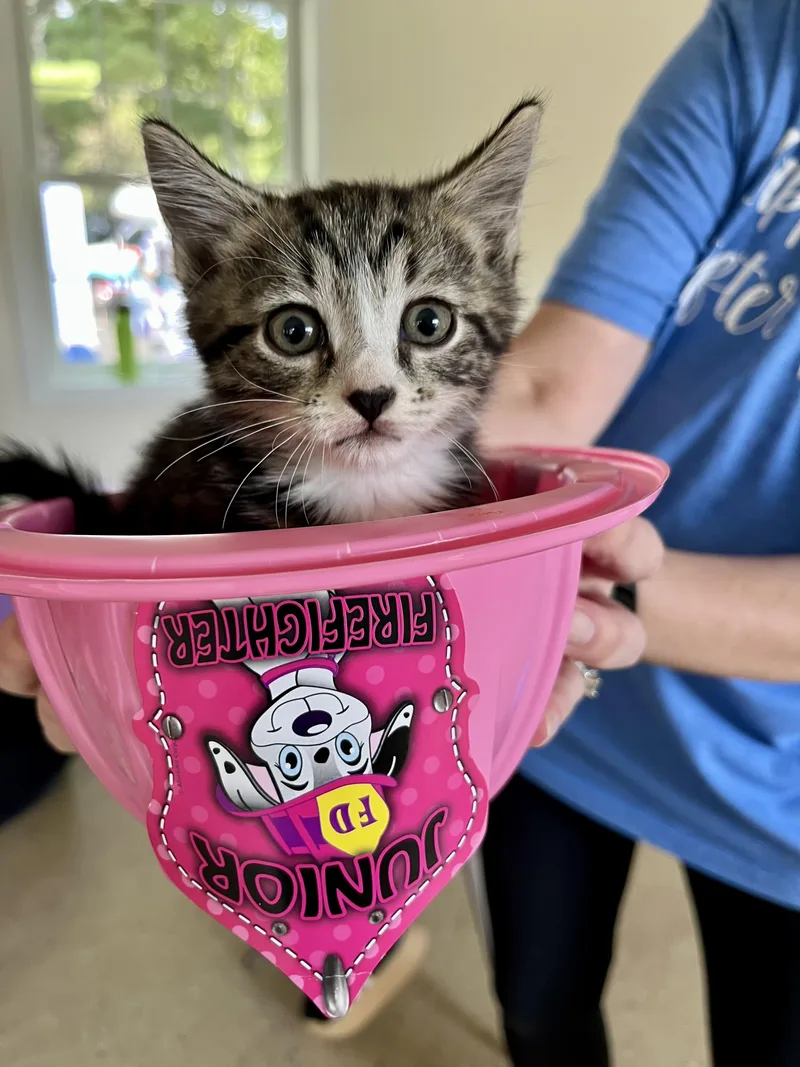 A baby medium-sized male Tabby cat named Flint for adoption in Bethel, CT