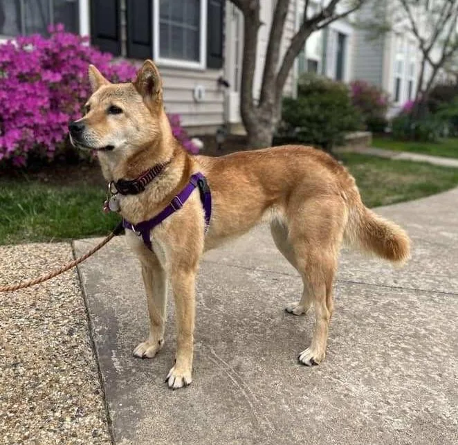 An adult medium-sized female Yellow / Tan / Blond / Fawn Jindo dog named Moxie for adoption in Amherst, MA