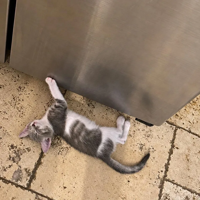 A baby small-sized male Gray / Blue / Silver Domestic Medium Hair cat named Tiny Tim for adoption in Tustin, CA
