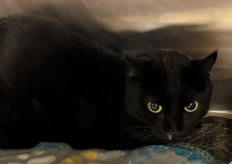 An adult medium-sized male Black Domestic Short Hair cat named Ozzy for adoption in Edison, NJ