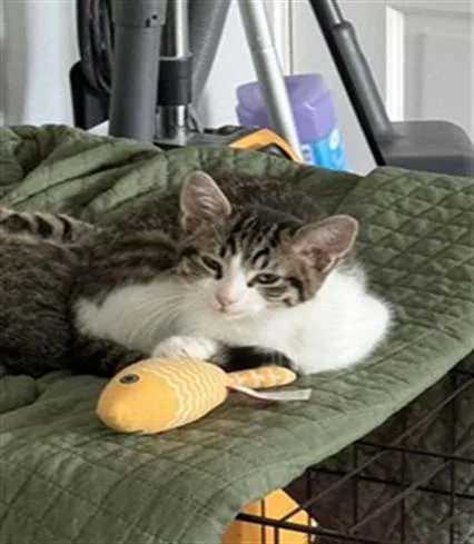 A baby small-sized female Domestic Short Hair cat named Chihiro for adoption in Indianapolis, IN