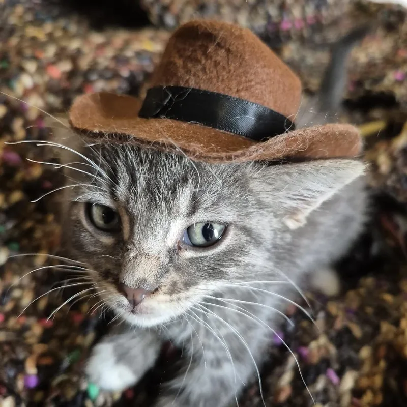 A baby small-sized female Brown / Chocolate Domestic Short Hair cat named Mistoffelees for adoption in Buffalo, MN