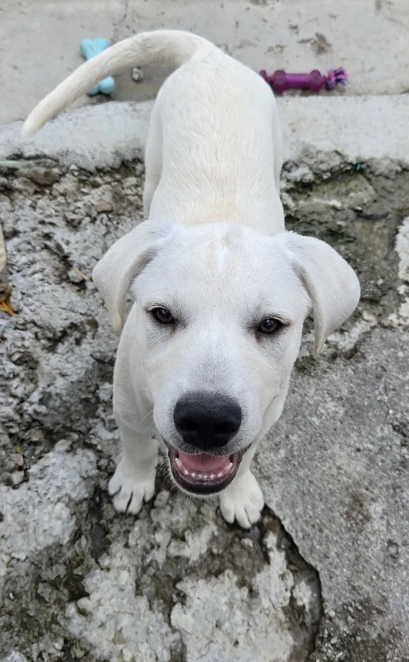 A baby large-sized male White / Cream Yellow Labrador Retriever dog named Ichabod Island for adoption in Andover, MA