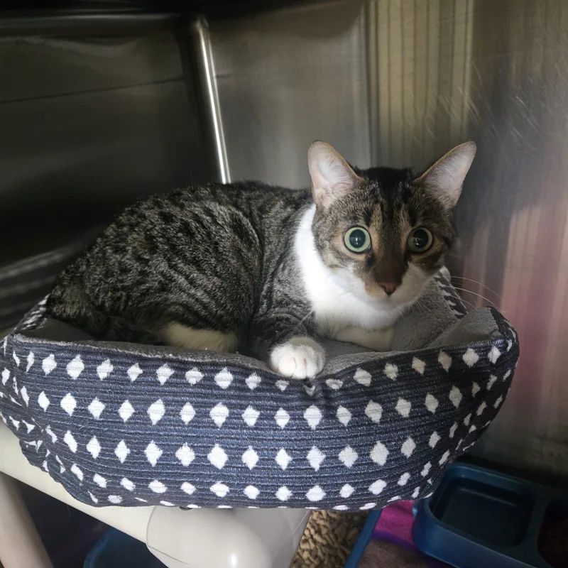 An adult large-sized male Tabby (Brown / Chocolate) Domestic Short Hair cat named Baker for adoption in West Branch, MI
