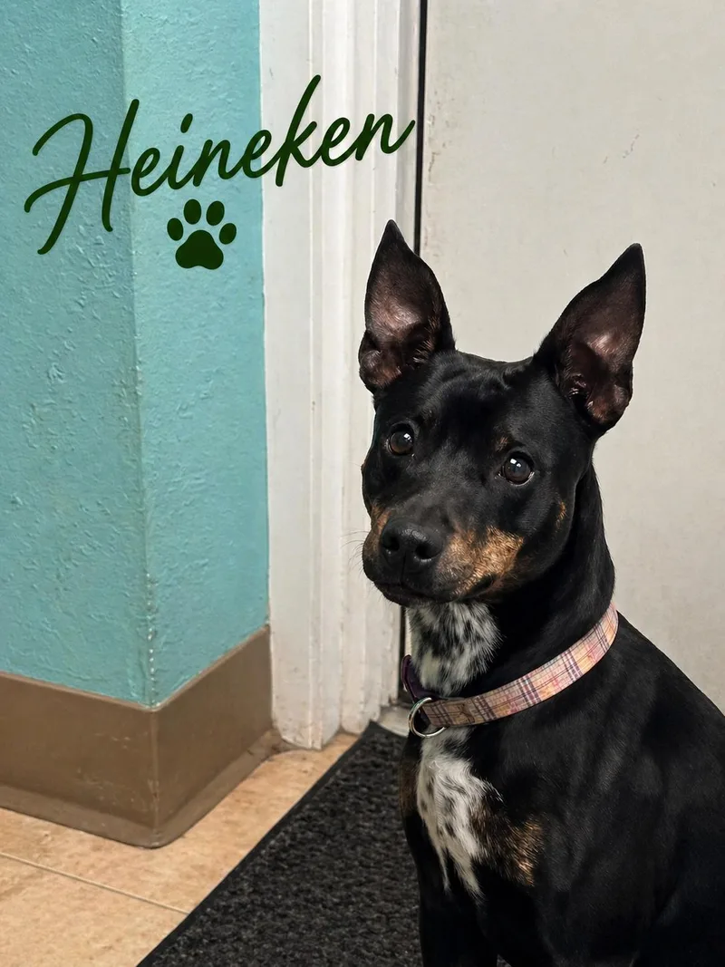 Heineken