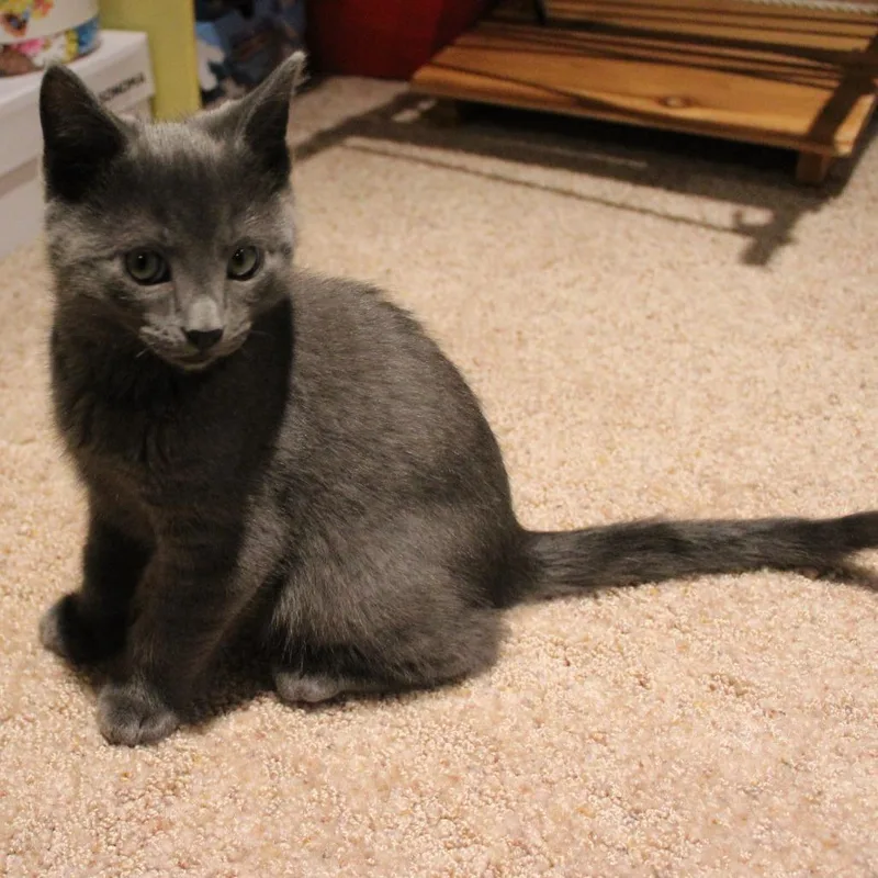 A baby small-sized male Gray / Blue / Silver Domestic Short Hair cat named Butter for adoption in Laramie, WY