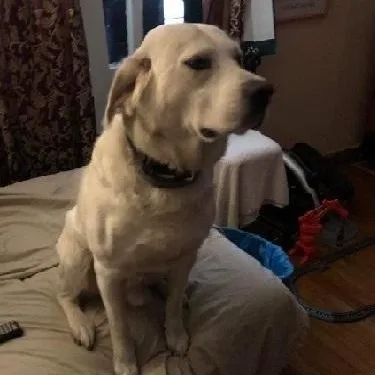 An adult medium-sized male Labrador Retriever dog named Chase for adoption in Philippi, WV