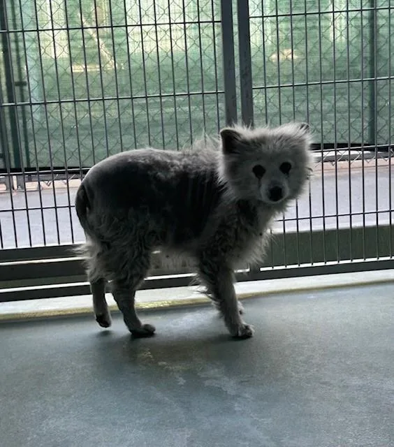 An adult medium-sized female Pomeranian dog named Olga for adoption in Baldwin Park, CA