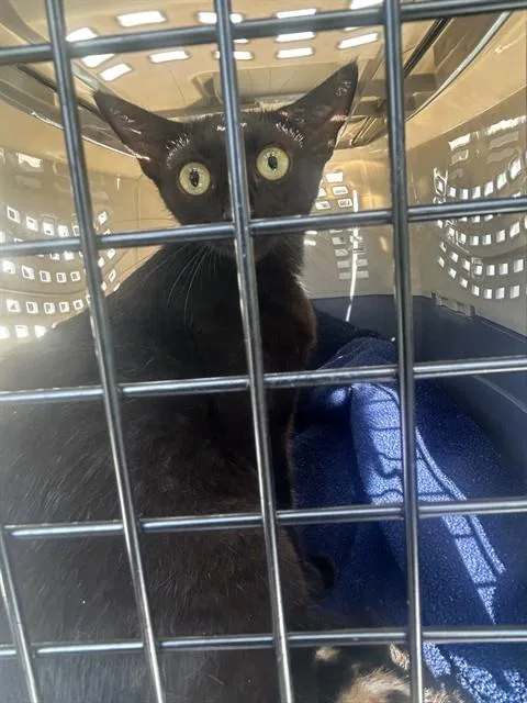 An adult medium-sized female Domestic Short Hair cat named Nevaeh for adoption in Palmetto, FL