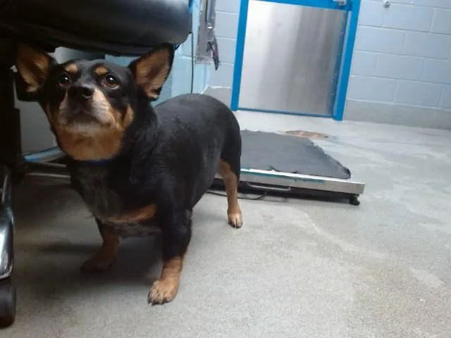 An adult small-sized male Dachshund dog named Taz for adoption in Albuquerque, NM