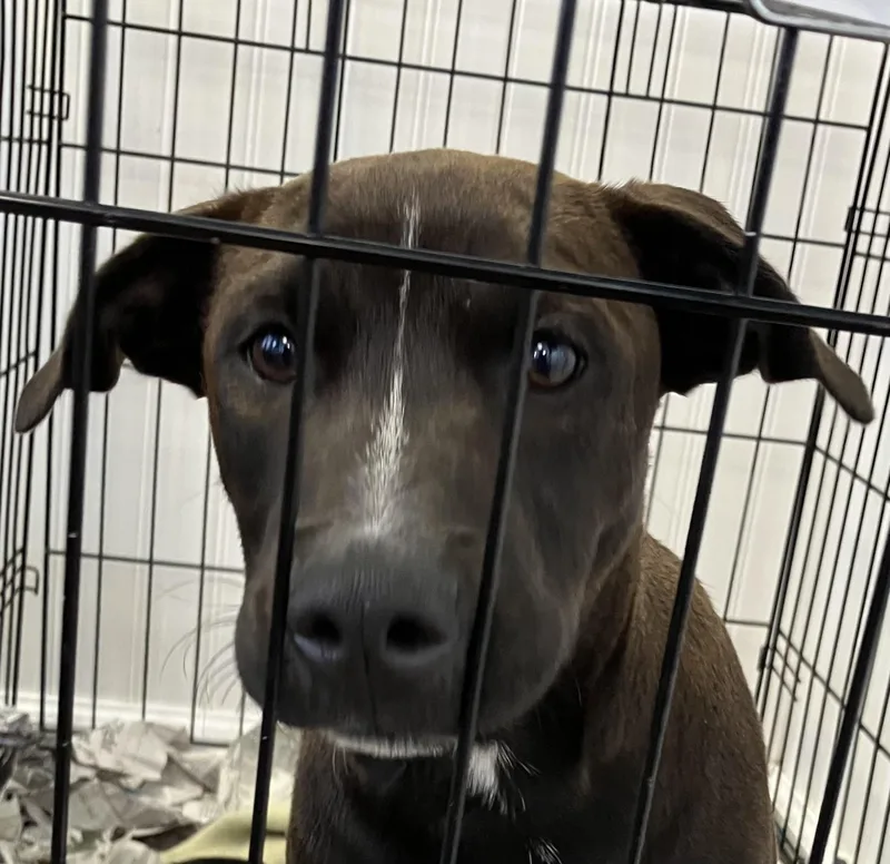 A baby medium-sized male White / Cream Mixed Breed dog named Horton for adoption in Parma, OH