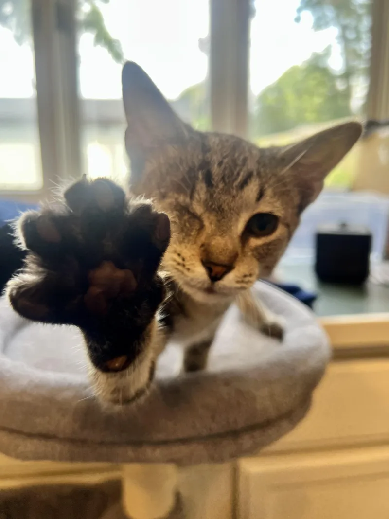 A baby medium-sized female Tabby (Brown / Chocolate) Domestic Short Hair cat named Wink for adoption in Columbus, OH