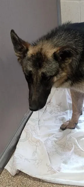 A young medium-sized female German Shepherd Dog dog named Riley for adoption in Albuquerque, NM
