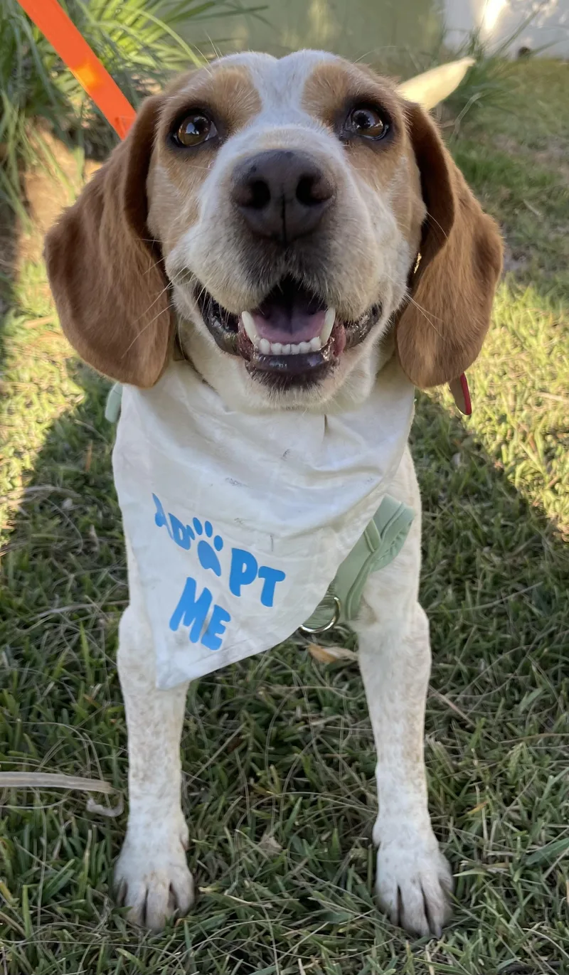An adult medium-sized female Red / Chestnut / Orange Beagle dog named Ginger for adoption in San Ysidro, CA