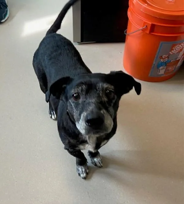A senior medium-sized male Terrier dog named Miles for adoption in San Diego, CA