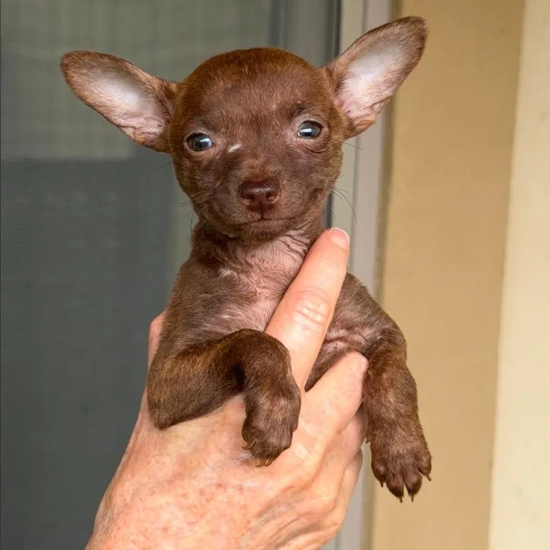 A baby small-sized female Brindle Chihuahua dog named Baby Willa for adoption in Boerne, TX