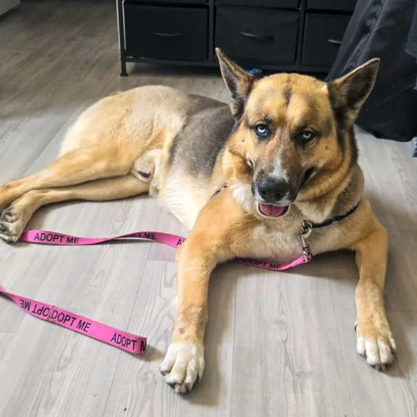 An adult large-sized male German Shepherd Dog dog named Bear for adoption in Des Moines, IA