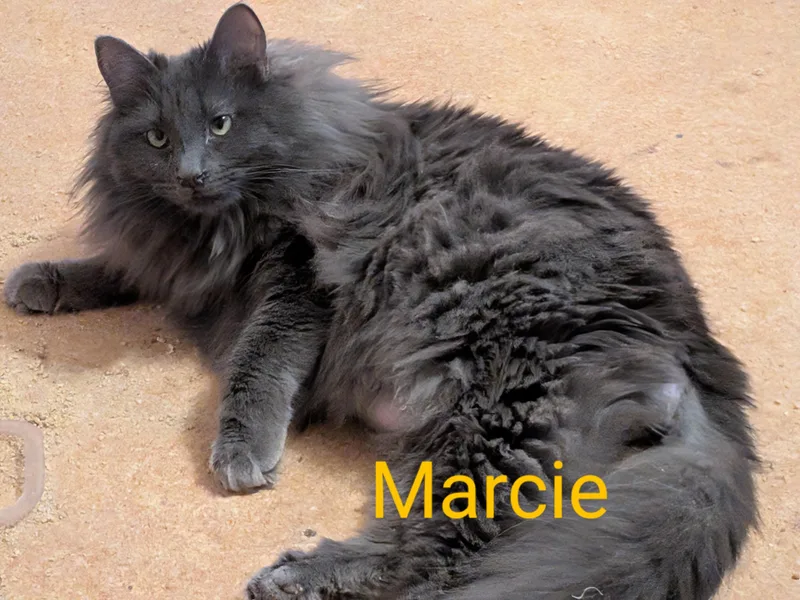 Marcie