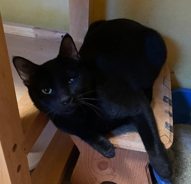 An adult small-sized female Black Domestic Short Hair cat named Sequoia for adoption in Kansas City, MO