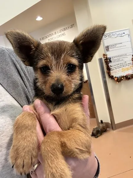 A baby small-sized male Terrier dog named Mulligan for adoption in Kennewick, WA