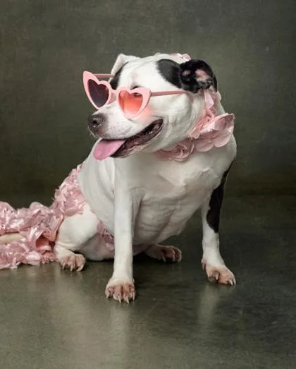 An adult medium-sized female Pit Bull Terrier dog named Rose for adoption in Atlanta, GA